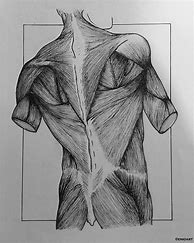 Image result for Back Muscles Drawing