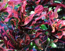 Image result for Curly Leaf Croton
