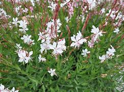 Image result for Gaura lindheimeri Snowbird