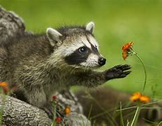 Image result for racoon