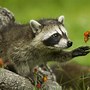 Image result for Raccoon Ears