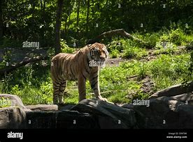 Image result for Bronx Zoo Tiger Mountain