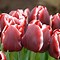 Image result for Tulipa Cream Upstar