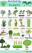 Image result for Different Plants