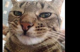 Image result for Mean Cat Funny