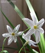 Image result for Ipheion uniflorum Alberto Castello