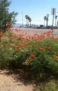 Image result for Arizona Flowering Shrubs