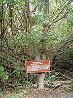 Image result for Manzanillo Tree