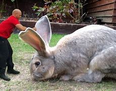 Image result for Biggest Bunnies in the World