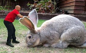 Image result for What Is the Biggest Rabbit in the World