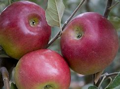 Image result for Jonathan Apple Tree