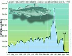 Image result for Atlantic Cod iPhone Ad