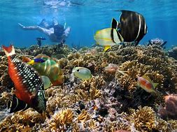 Image result for Hanauma Bay Snorkeling