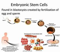 Image result for Therapeutic Cloning Stem Cells