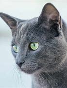 Image result for Russian Grey Hair Cat
