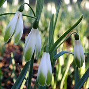 Image result for Galanthus Wifi Tombe la Neige
