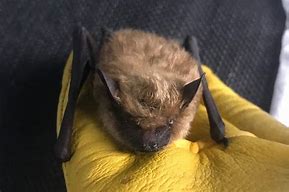Image result for Soutwest Bat