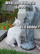 Image result for Dible Cat Meme