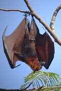 Image result for Flying Fox Replica