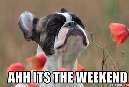 Image result for Weekend Almost Here Meme