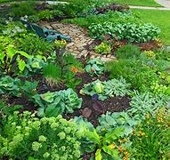 Image result for Vegetable Garden Shade Plants