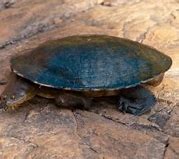 Image result for Macrochelodina burrungandjii