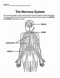Image result for Nervous System Coloring Pages