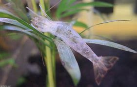 Image result for Amano Shrimp and Angelfish