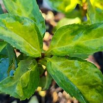 Image result for Forsythia intermedia Variegata