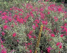 Image result for Salvia microphylla Caramba