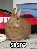 Image result for Our Rabbit Meme