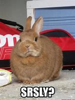 Image result for Hilarious Bunny Memes