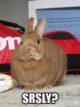 Image result for Silly Rabbit Meme