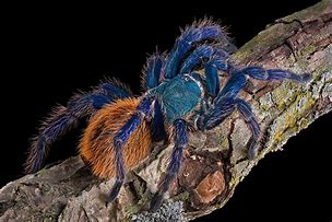 Image result for Greenbottle Blue Tarantula