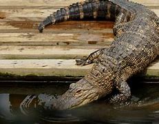 Image result for Zoo Animals Mammals Reptiles