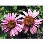Image result for Echinacea purpurea Mistral ®