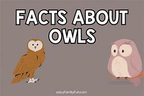 Image result for 2 Facts About Owls