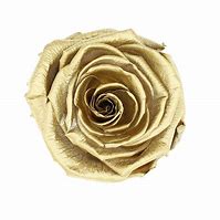 Image result for Rose Preserved Gold