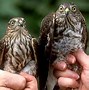 Image result for Accipiter striatus