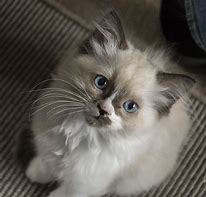 Image result for Ragdoll Persian Kittens