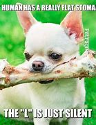 Image result for Suspicious Chihuahua Meme