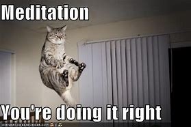 Image result for Meditating Cat Meme