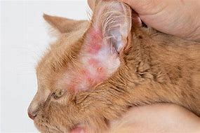Image result for Cat Scabies