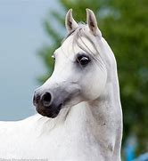 Image result for Arabian Horses