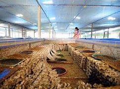 Image result for Cricket Farming at Home