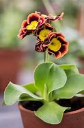 Image result for Primula auricula Adrian