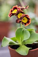 Image result for Primula auricula Piers Telford