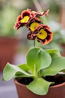 Image result for Primula auricula Neville Telford