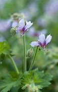 Image result for Geranium aristatum