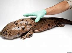 Image result for Japanese Giant Salamander Bite
